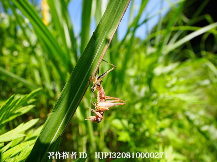 キリギリスの脱皮