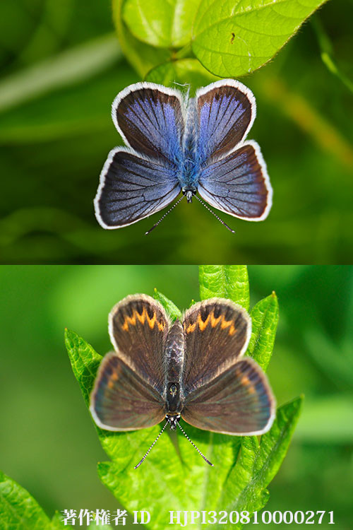 久しぶりにM.zuiko　digital 40-150+EC20を使った（ヒメシジミ）