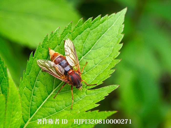 ネグロクサアブ