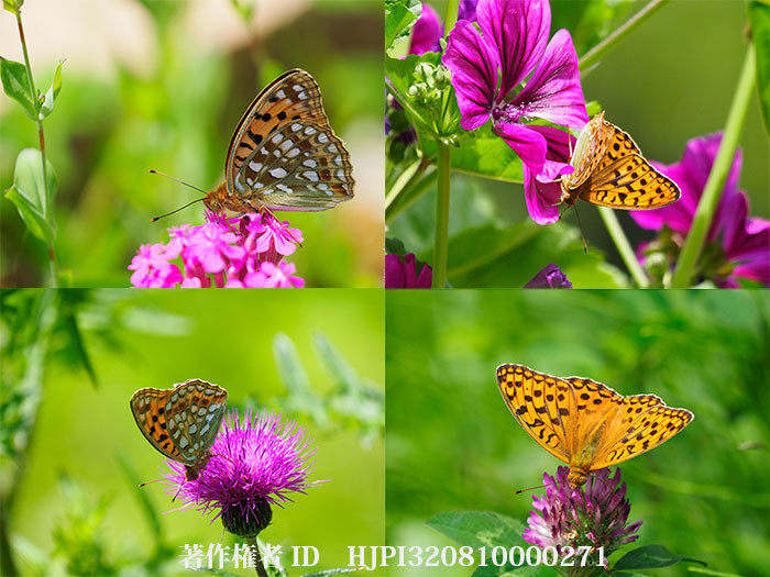 アザミやムシトリナデシコが咲きはじめた