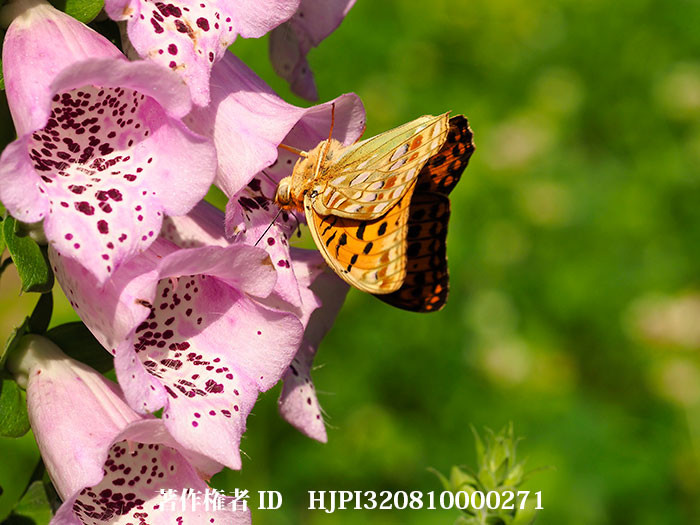 ジキダリスの花で蜜を吸うウラギンヒョウモン