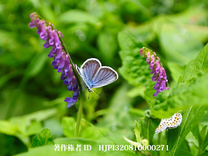 クサフジが咲きはじめた（ヒメシジミ）