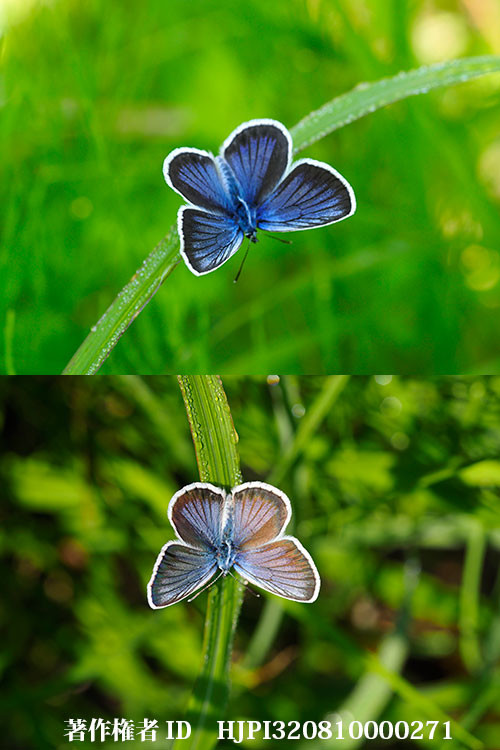 日向と日陰でのヒメシジミの色のでかた、ヒメシジミ