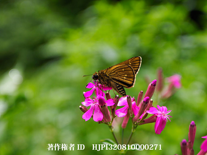 ムシトリナデシコにコチャバネセセリ