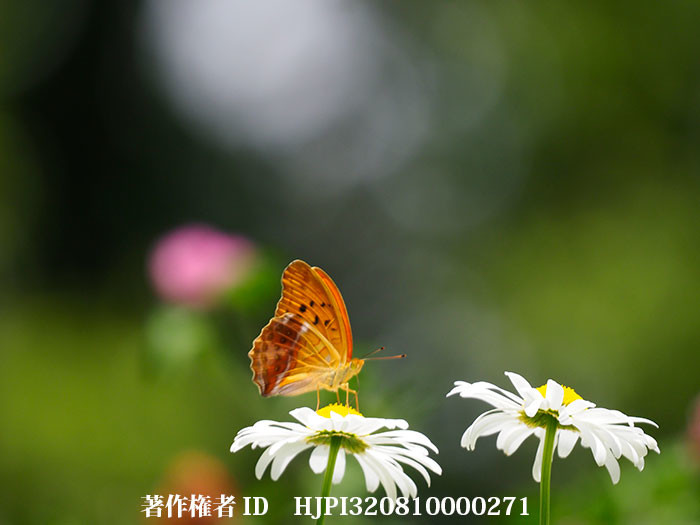 フランスギクにメスグロヒョウモンのオス