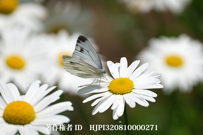 フランスギクにスジグロシロチョウ