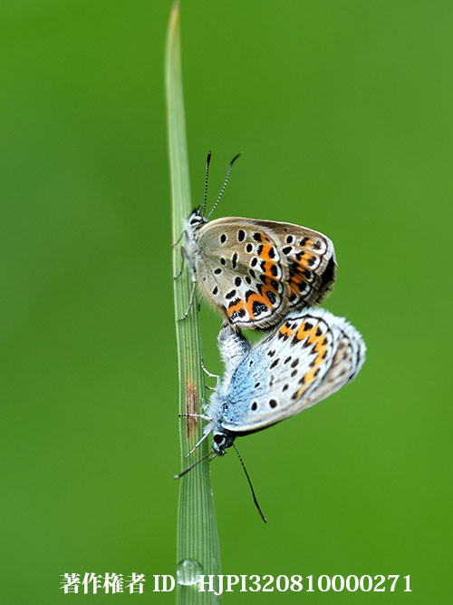 ヒメシジミの交尾