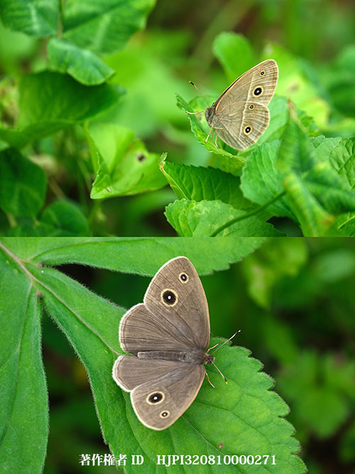 庭のヒメジャノメ