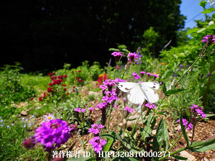スジグロシロチョウのメスが現れた