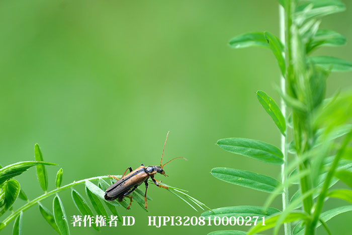 ジョウカイボン