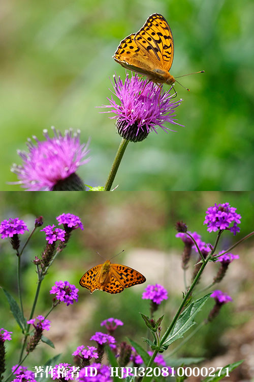 バーベナとアザミがお気に入りのウラギンヒョウモン