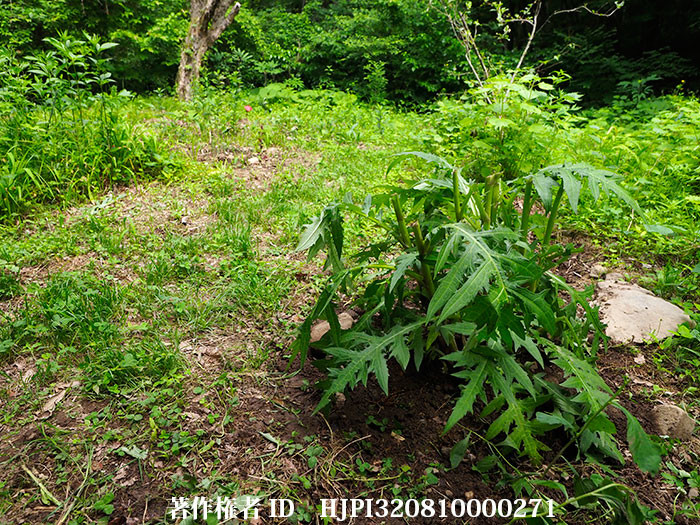 ナンブアザミを植え替えた