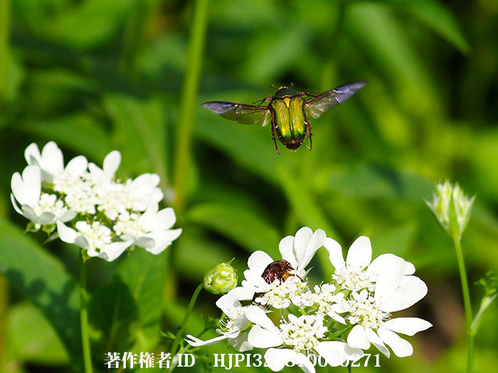 アオハナムグリの飛翔