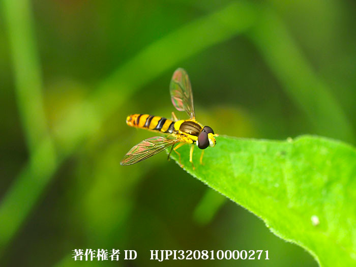 ヒメヒラタアブ