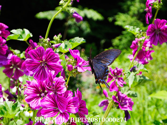 ボロボロのカラスアゲハがゼニアオイ（タチアオイの仲間）に来た