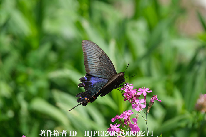 ボロボロカラスアゲハのメスがムシトリナデシコに来た