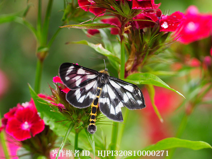アメリカナデシコに来たトンボエダシャク