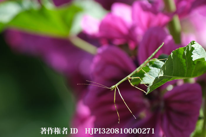 エダナナフシの子供