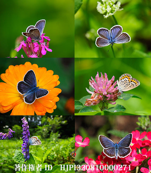 ヒメシジミの来た花