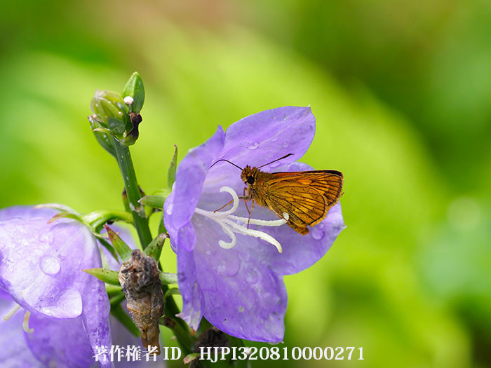 カンパニュラにヒメキマダラセセリ