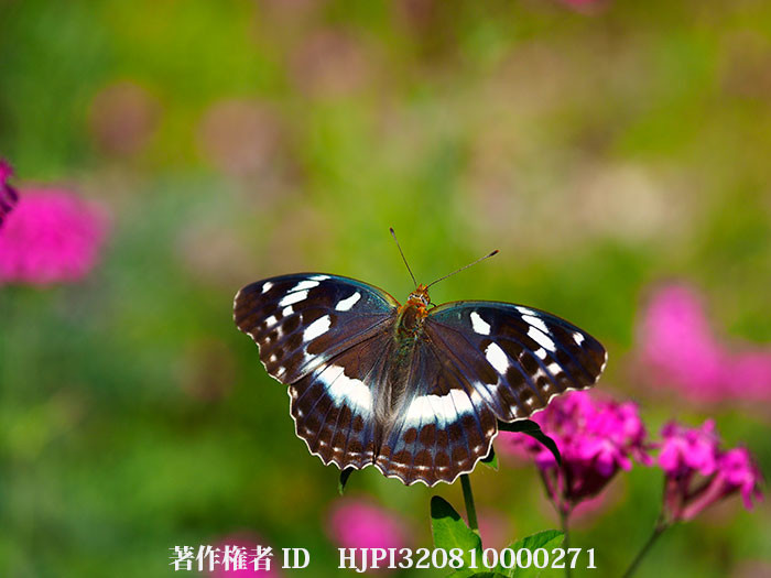 メスグロヒョウモンのメスがようやく登場