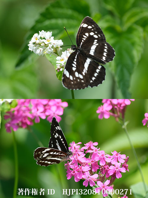 ホシミスジが現れた