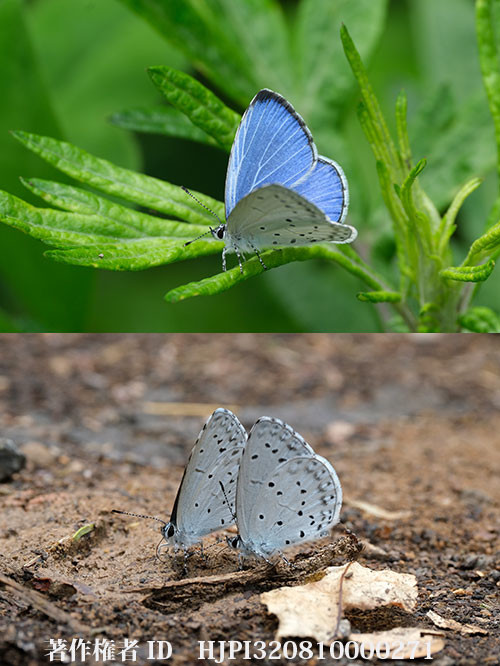 ルリシジミの夏型が現れる
