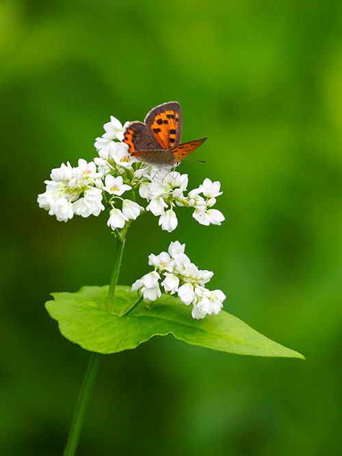 ソバの花が咲きはじめた