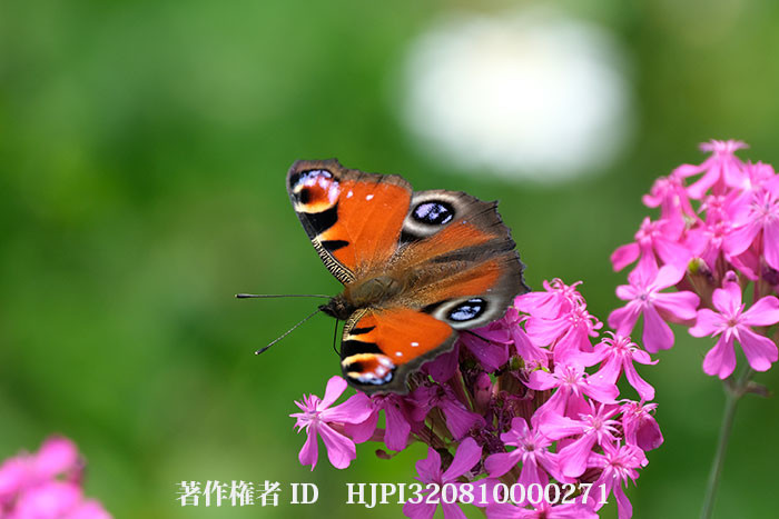 庭にクジャクチョウが現れた