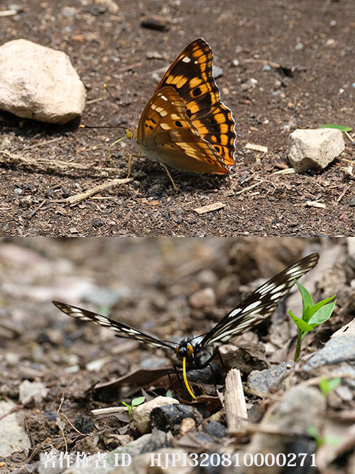 庭にコムラサキが現れた