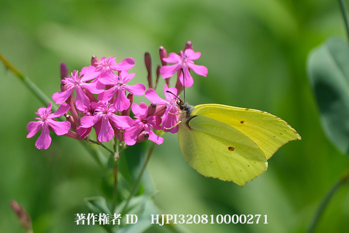 庭のスジボソヤマキチョウとFuji X- S10