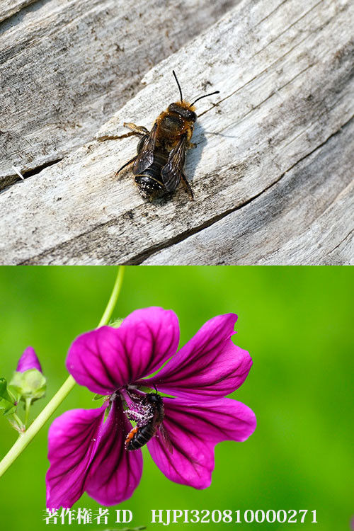 スミゾメハキリバチ