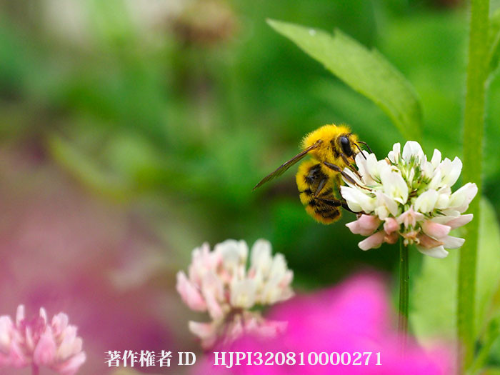 庭のマルハナバチ