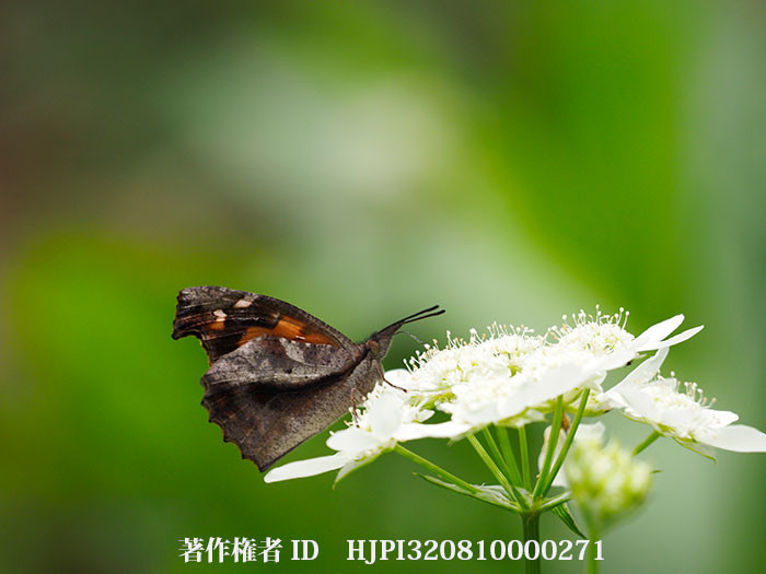 テングチョウの夏型がオルレアの花に