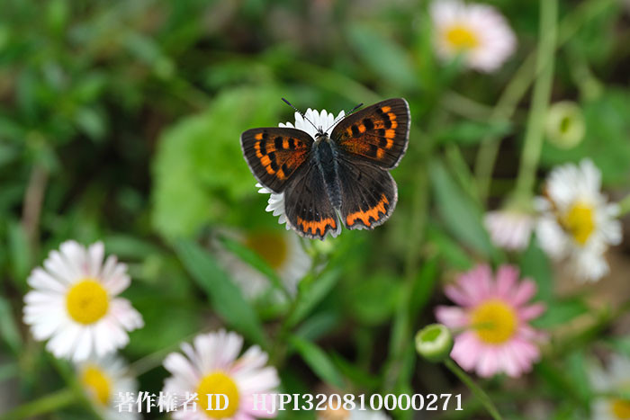 ベニシジミの夏型がエリゲロン（ゲンペイコギク）に来た