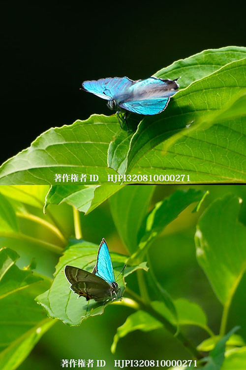 今年も庭にエゾミドリシジミが現れた