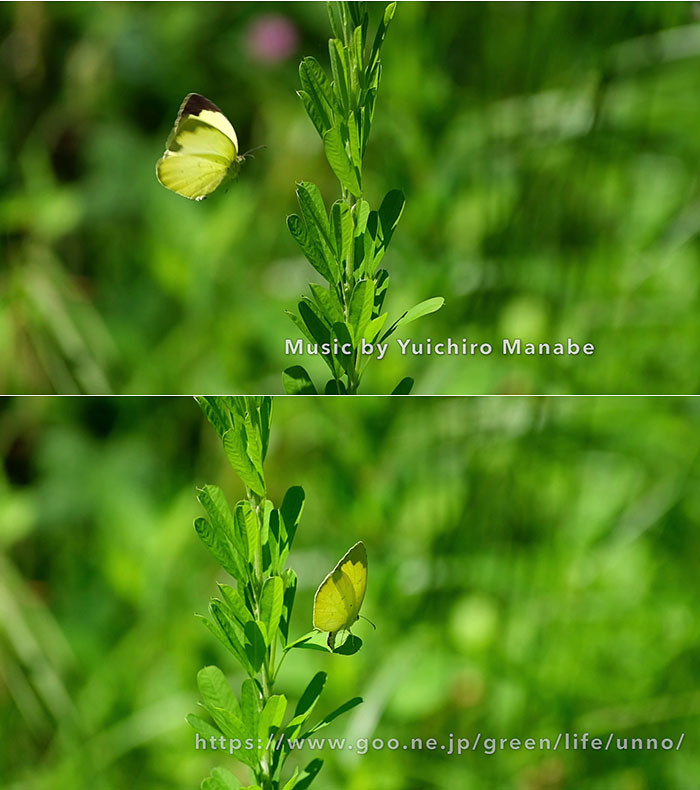 キチョウの産卵