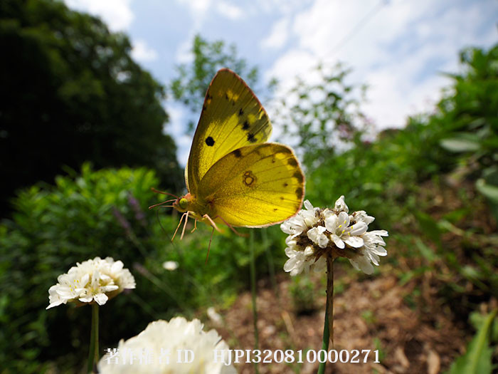 M.ZUIKO DIGITAL ED 8-25mm F4.0でproキャプチャーモードを使ってみた