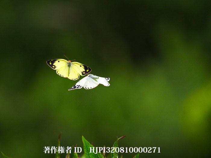 モンキチョウの求愛飛翔