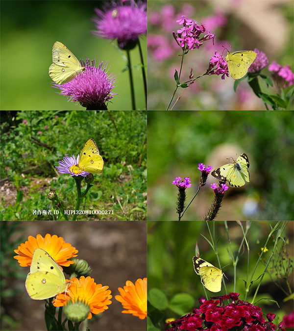 モンキチョウが来た庭の花