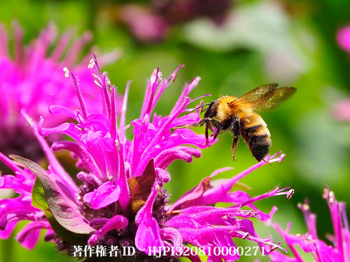 庭のトラマルハナバチ