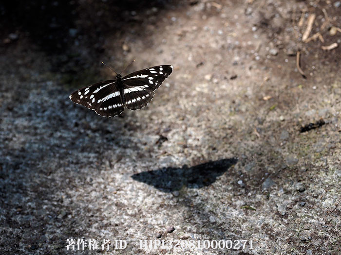 庭のオオミスジ