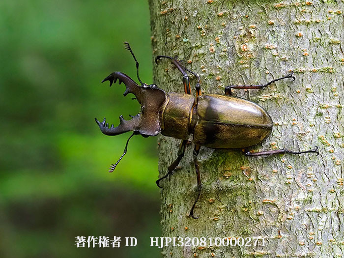 ミヤマクワガタ