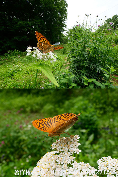 M.ZUIKO DIGITAL ED 8-25mm F4.0 PROをG9に付けてみた