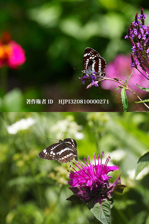 ホシミスジがバーベナハスタータとモナルダに