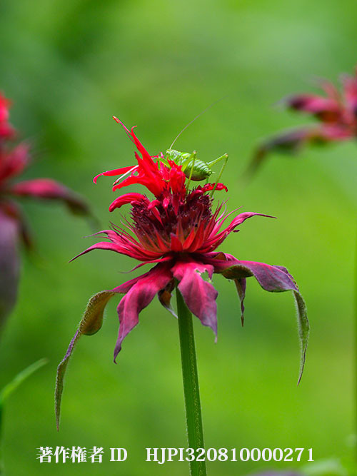 モナルダにヤブキリの幼虫