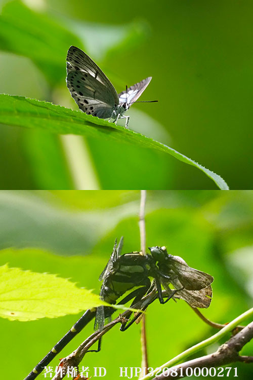 ウラゴマダラシジミがコオニヤンマに食べられてしまった