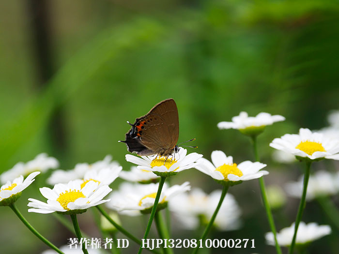 庭にミヤマカラスシジミがいた