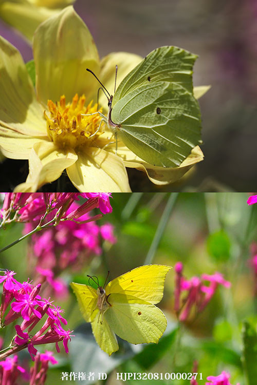 庭のスジボソヤマキチョウ