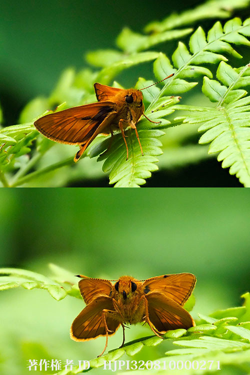 コキマダラセセリ